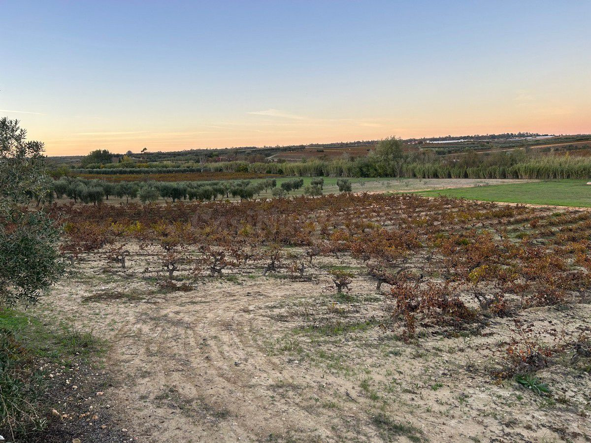 Finca rústica con más de 24.000 m2 de viñedos, olivar y tier - foto 2