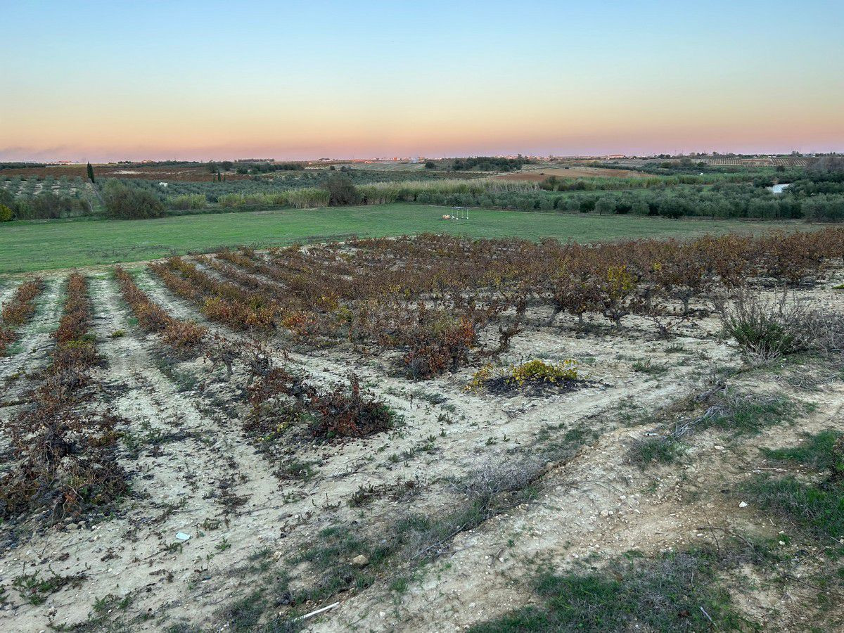 Finca rústica con más de 24.000 m2 de viñedos, olivar y tier - foto 3