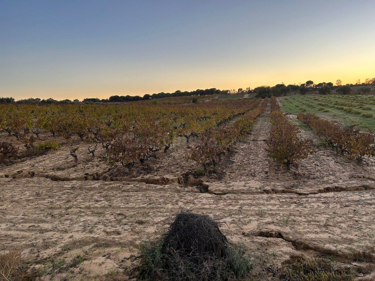 Finca rústica en venta - Andalucia - foto 4