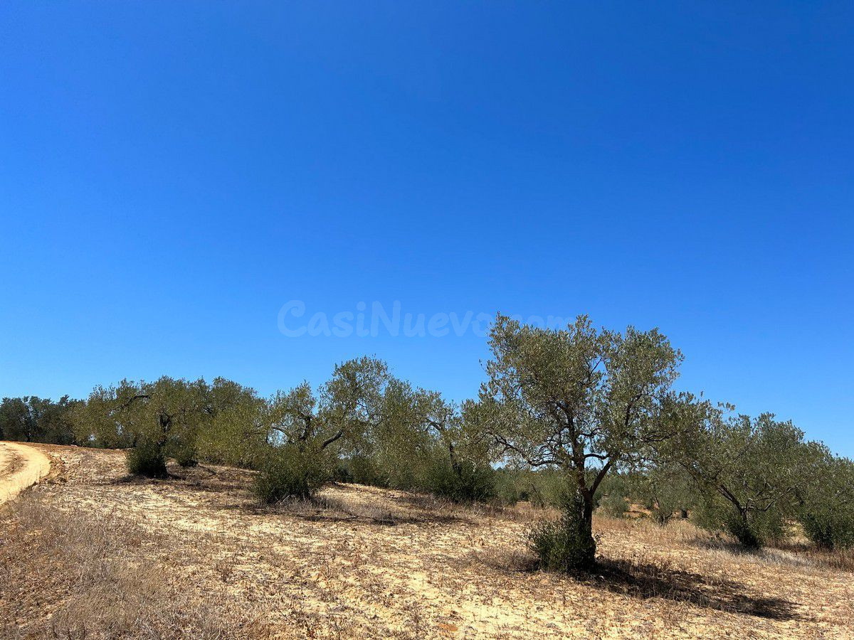 Finca rústica en venta - Almonte - foto 4