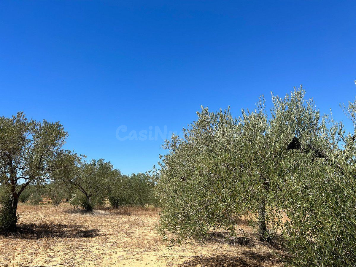 Finca rústica en venta - Almonte - foto 5