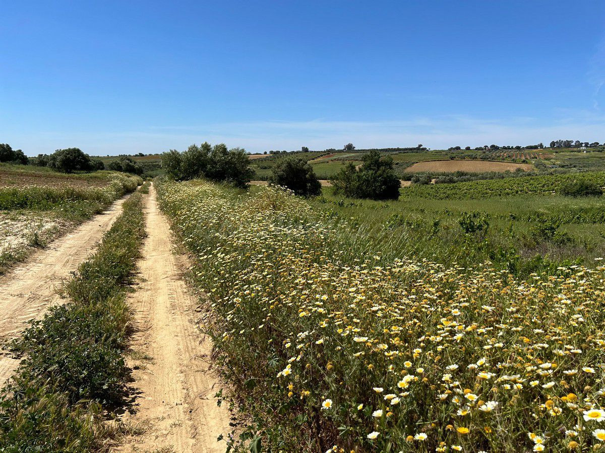 Finca rústica en venta - Andalucia - foto 4