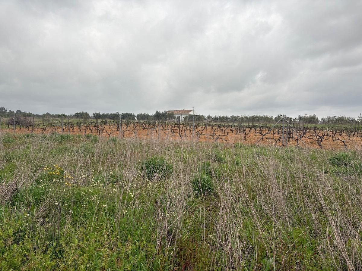 Finca rústica en venta - La palma del condado - foto 2