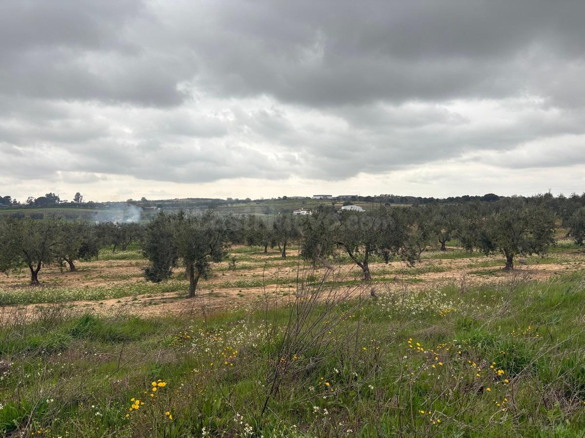 Finca rústica en venta - La palma del condado - foto 3