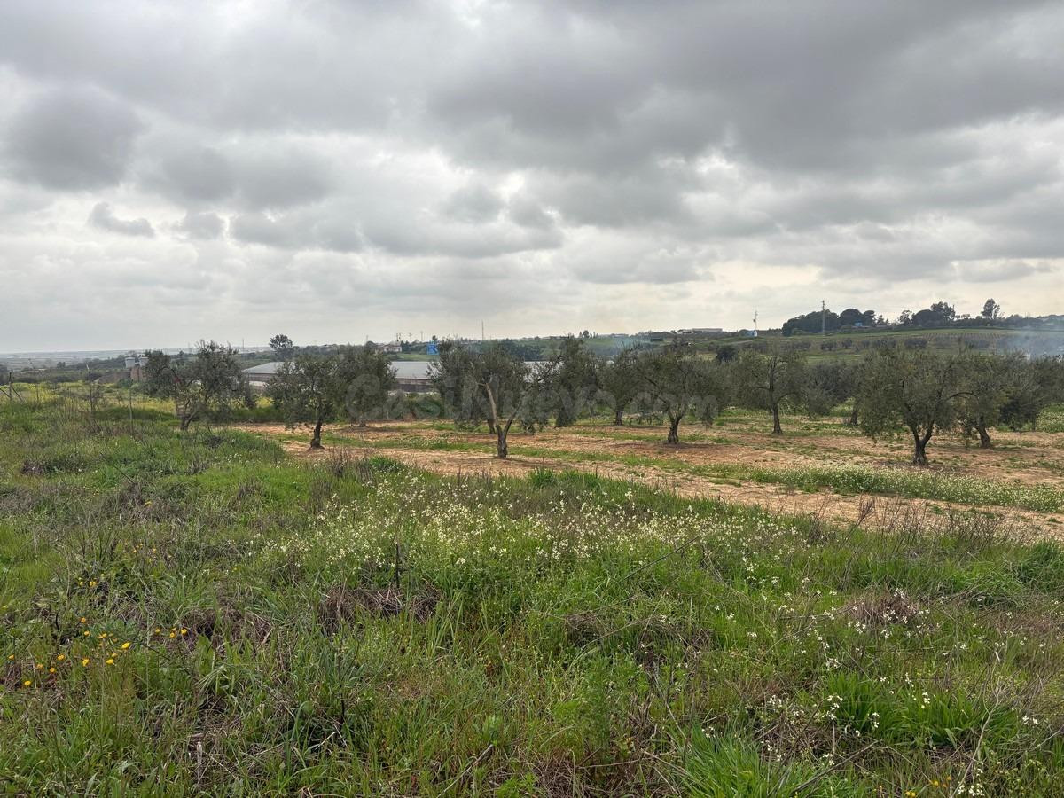 Finca rústica en venta - La palma del condado - foto 4