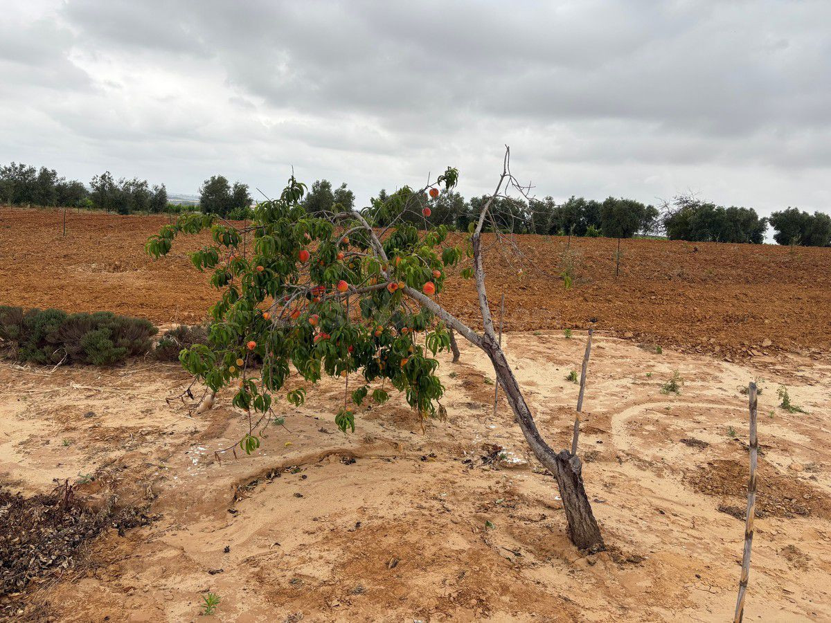 Finca rústica en venta - Bollullos par del condado