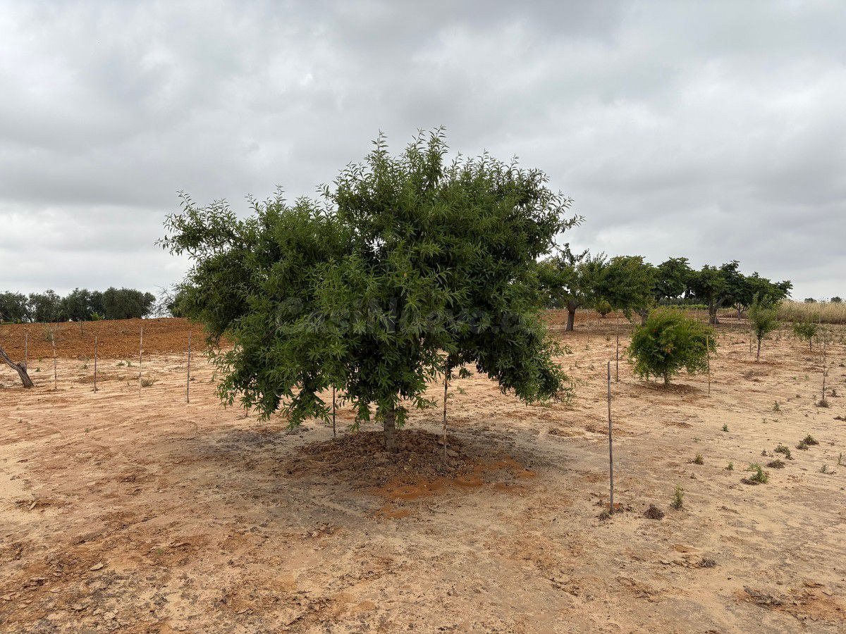 Finca rústica en venta - Bollullos par del condado - foto 4