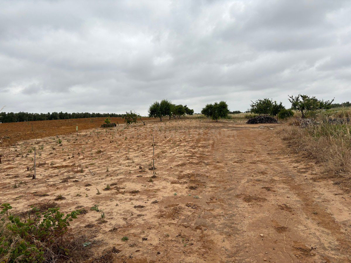 Finca rústica en venta - Bollullos par del condado - foto 5