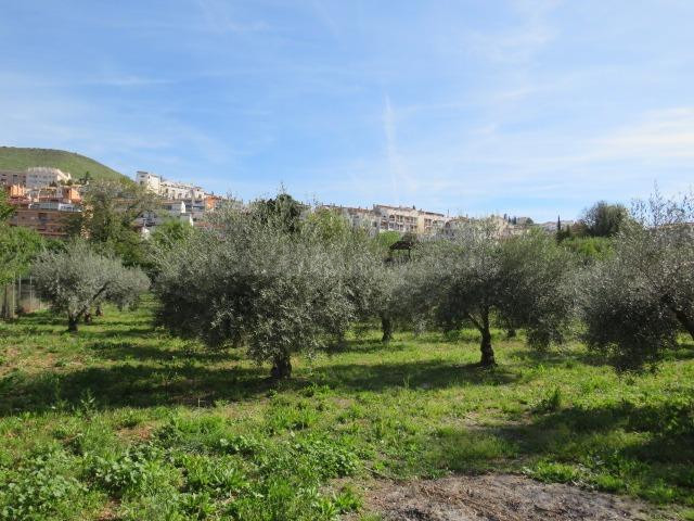 Finca en Cenes de la Vega - foto 3