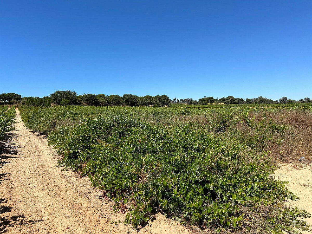 Terreno rural en venta - Andalucia