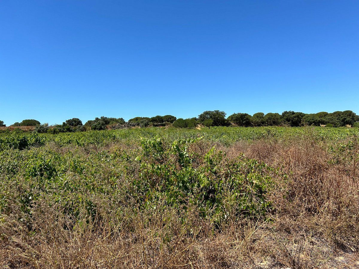 Terreno rural en venta - Andalucia - foto 3