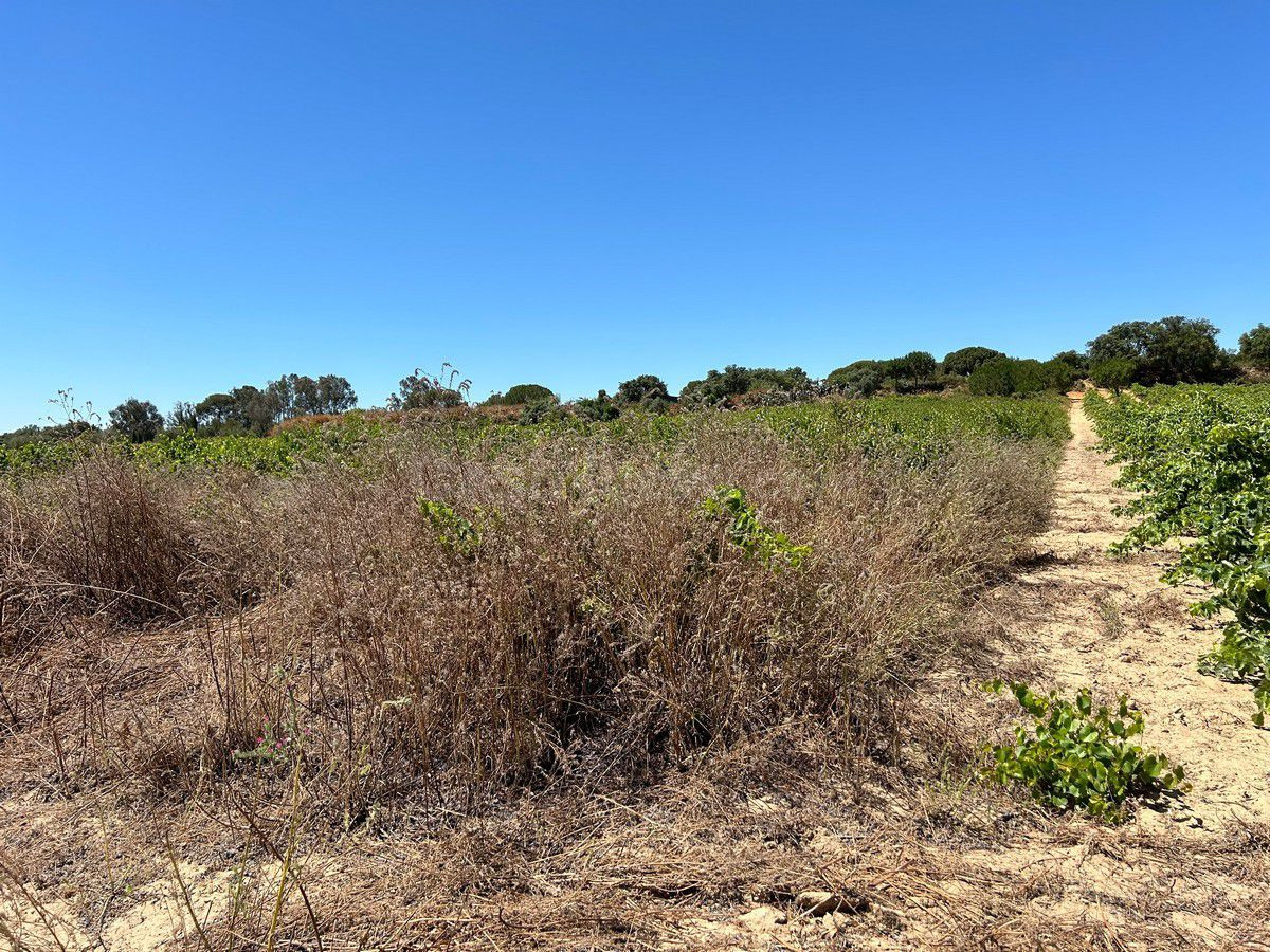 Terreno rural en venta - Andalucia - foto 4