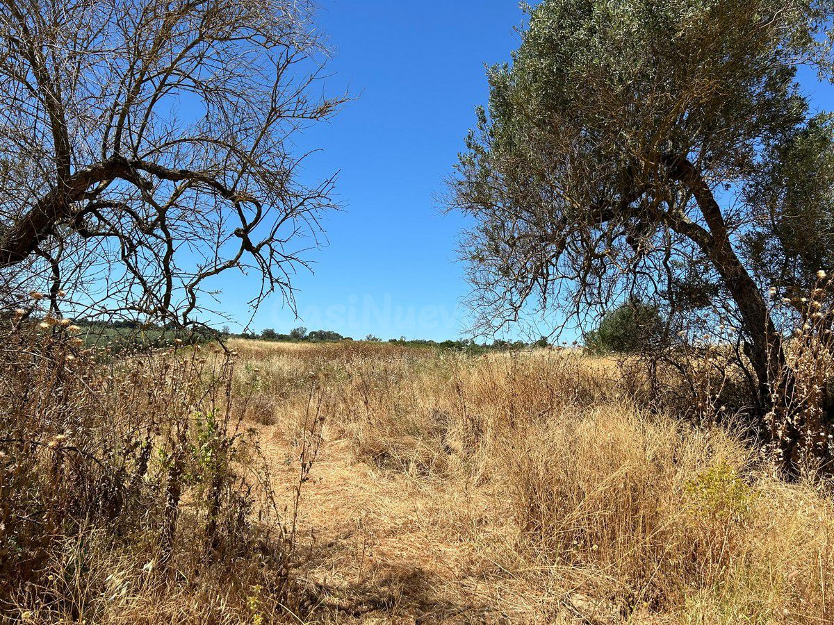Terreno rural en venta - Andalucia - foto 4
