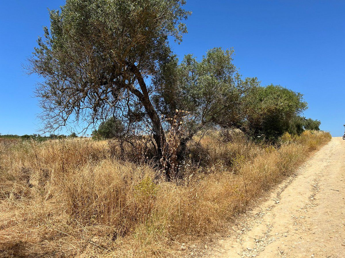 Terreno rural en venta - Andalucia - foto 5