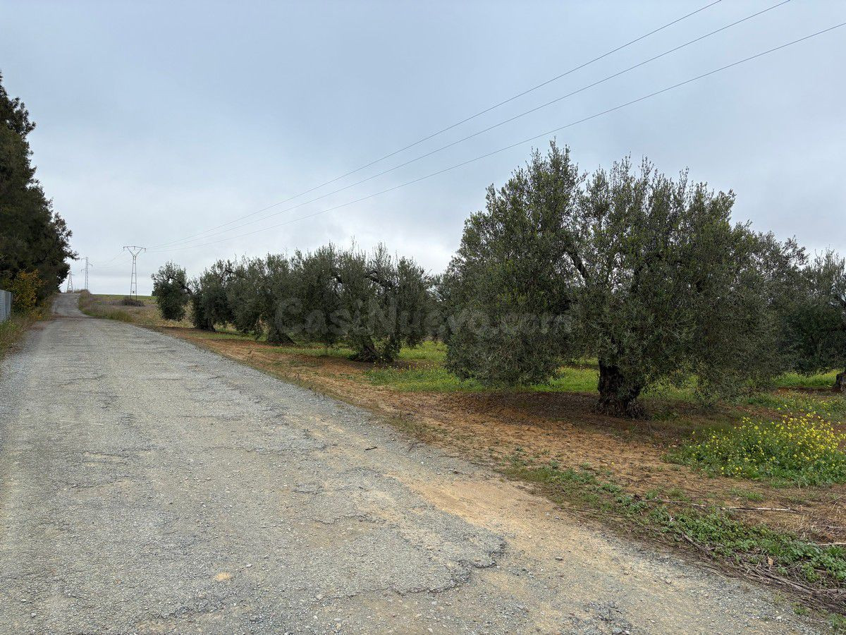 Finca rústica en venta - Almonte