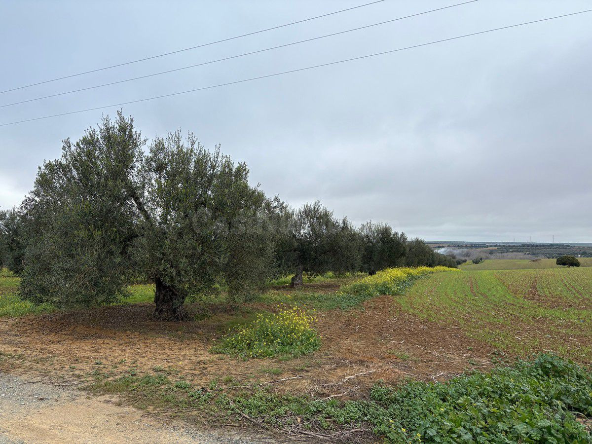 Finca rústica en venta - Almonte - foto 2