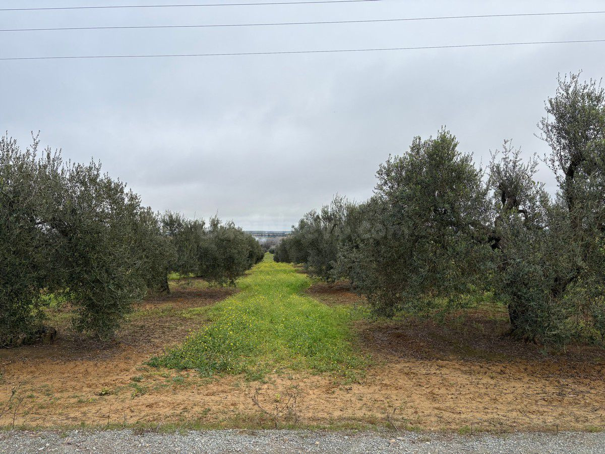 Finca rústica en venta - Almonte - foto 3