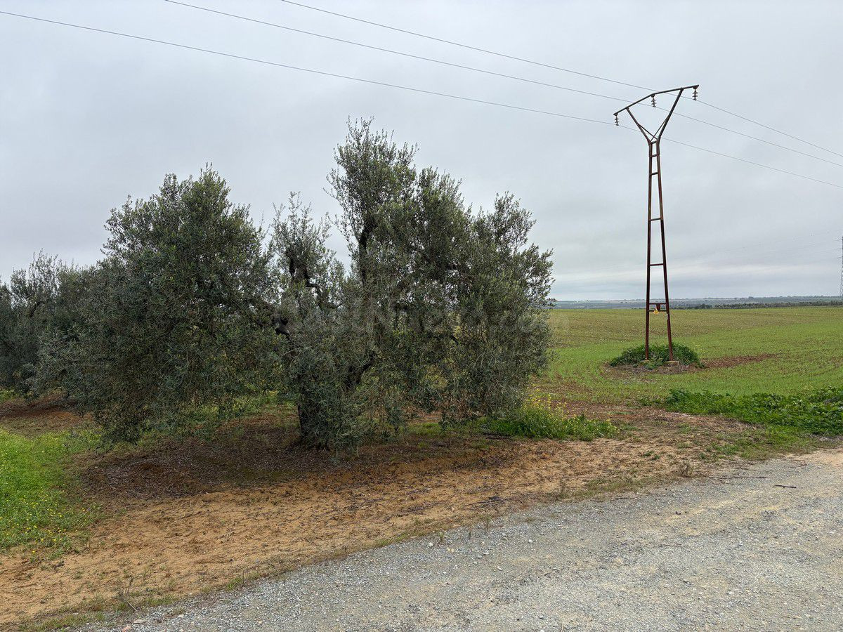 Finca rústica en venta - Almonte - foto 4