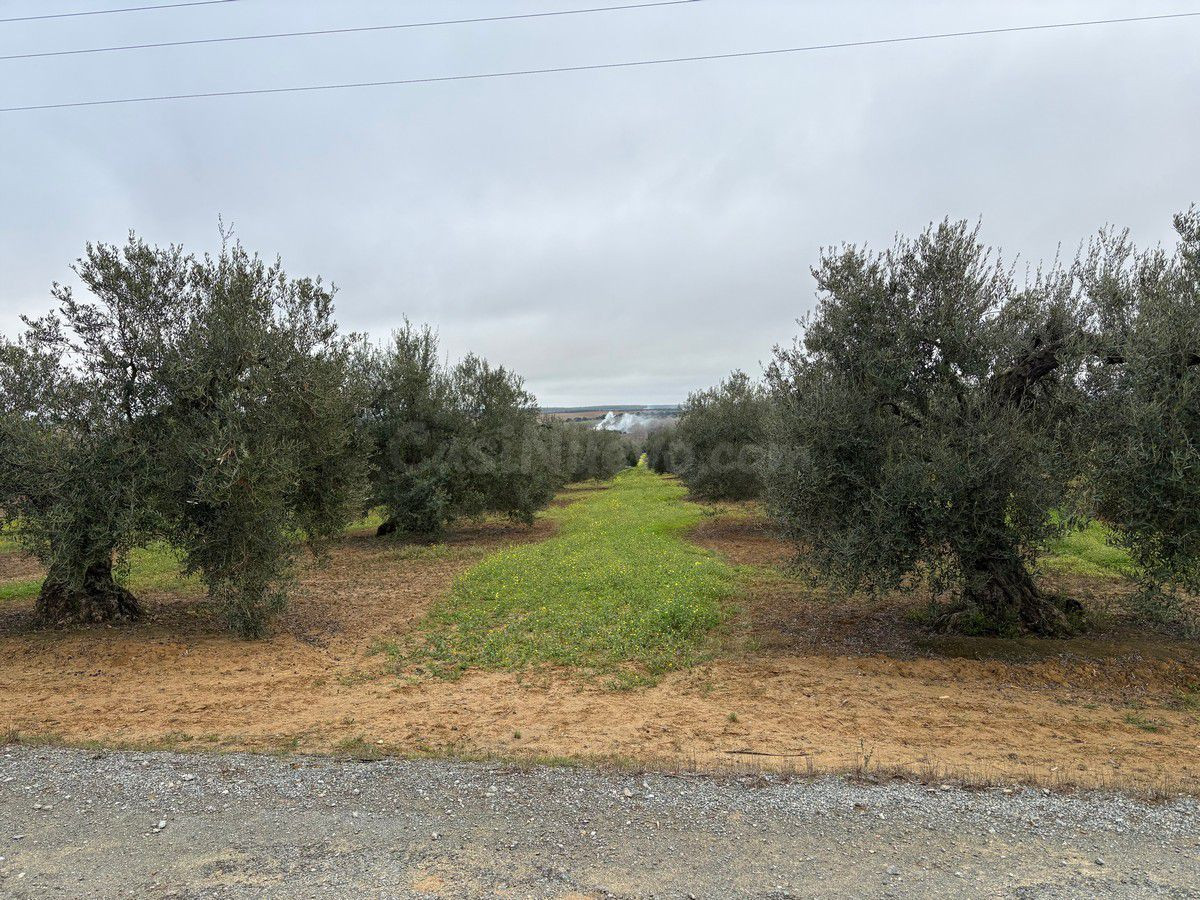 Finca rústica en venta - Almonte - foto 5