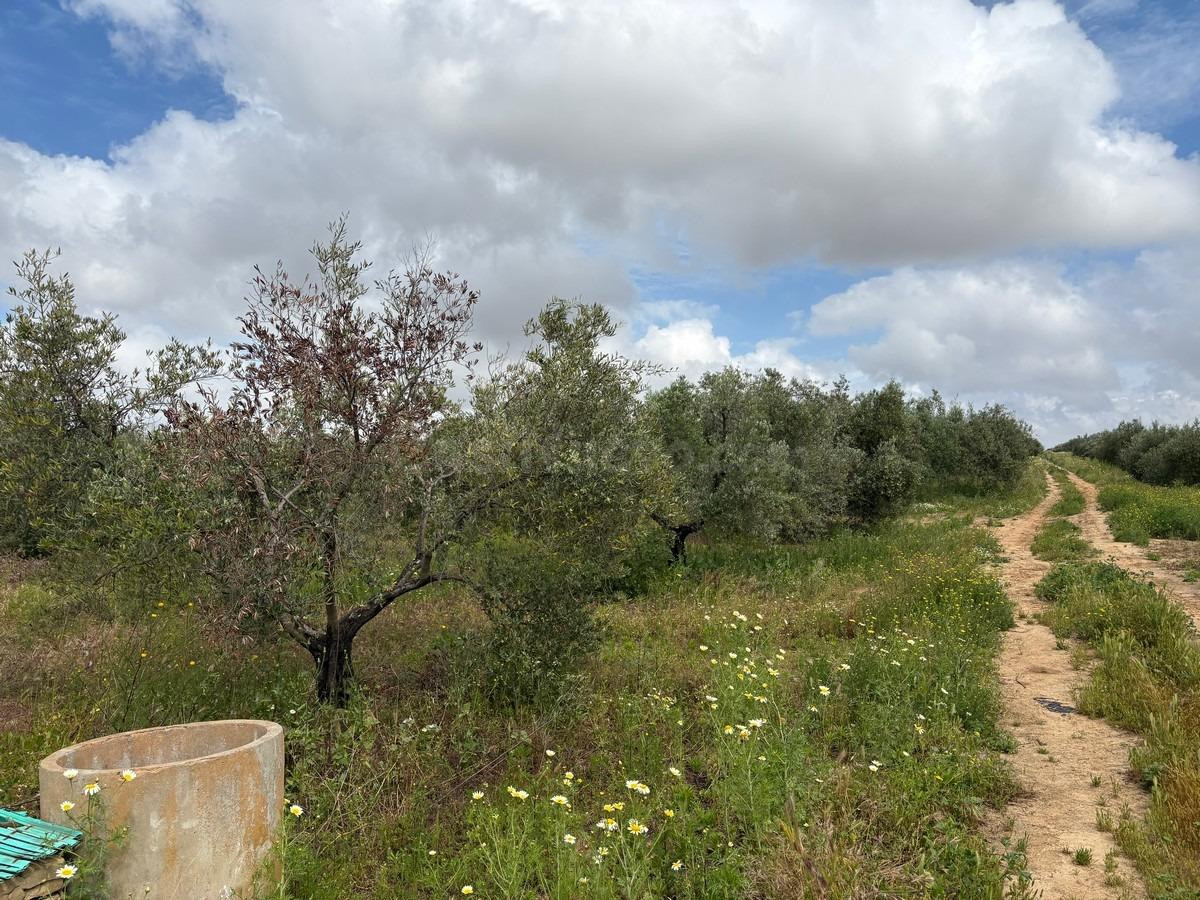 Finca rústica en venta - Andalucia - foto 2