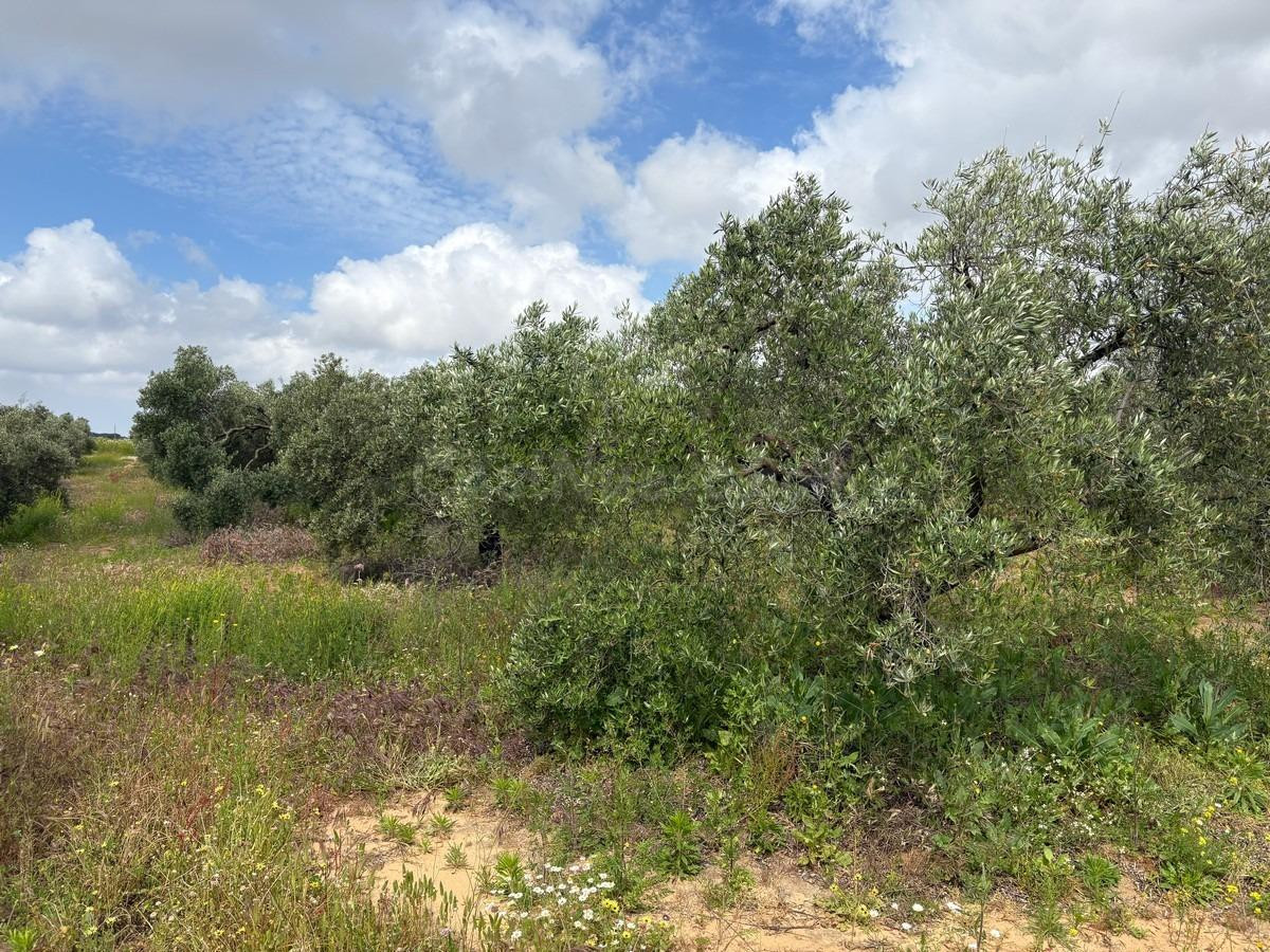 Finca rústica en venta - Andalucia - foto 4
