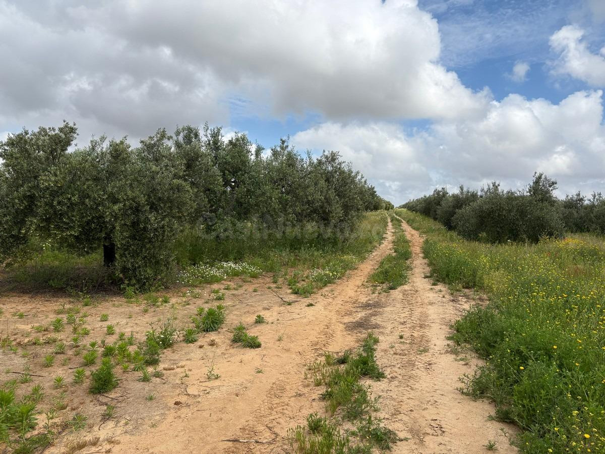 Finca rústica en venta - Andalucia - foto 5