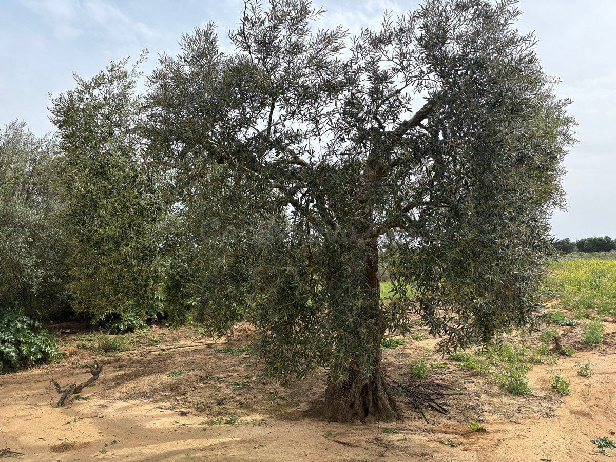 Terreno rural en venta - Andalucia
