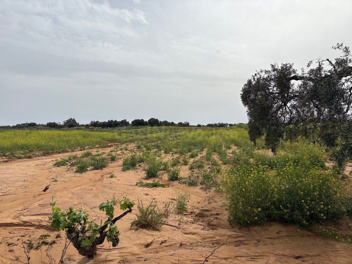 Terreno rural en venta - Andalucia - foto 2