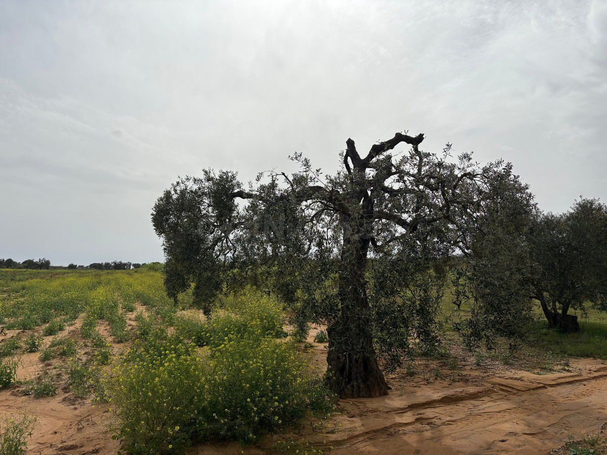 Terreno rural en venta - Andalucia - foto 3