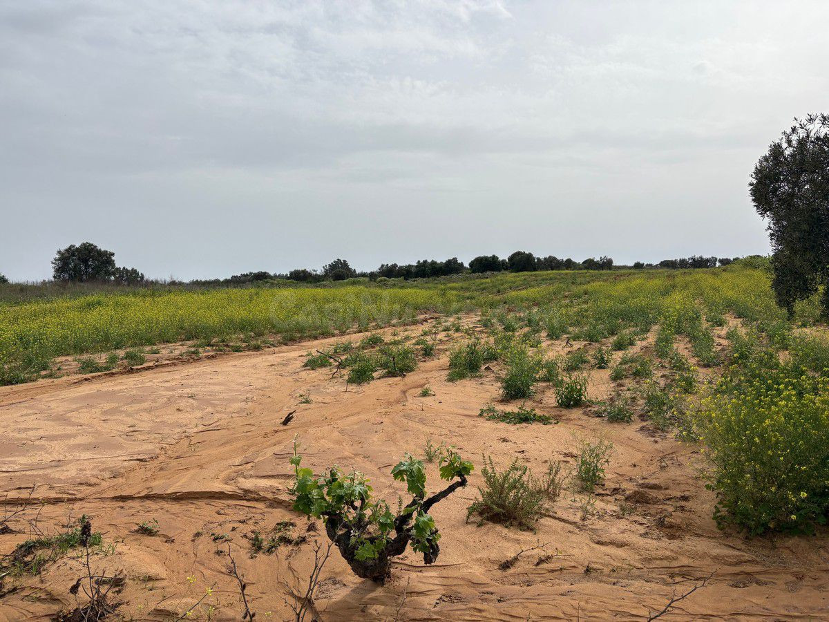 Terreno rural en venta - Andalucia - foto 4