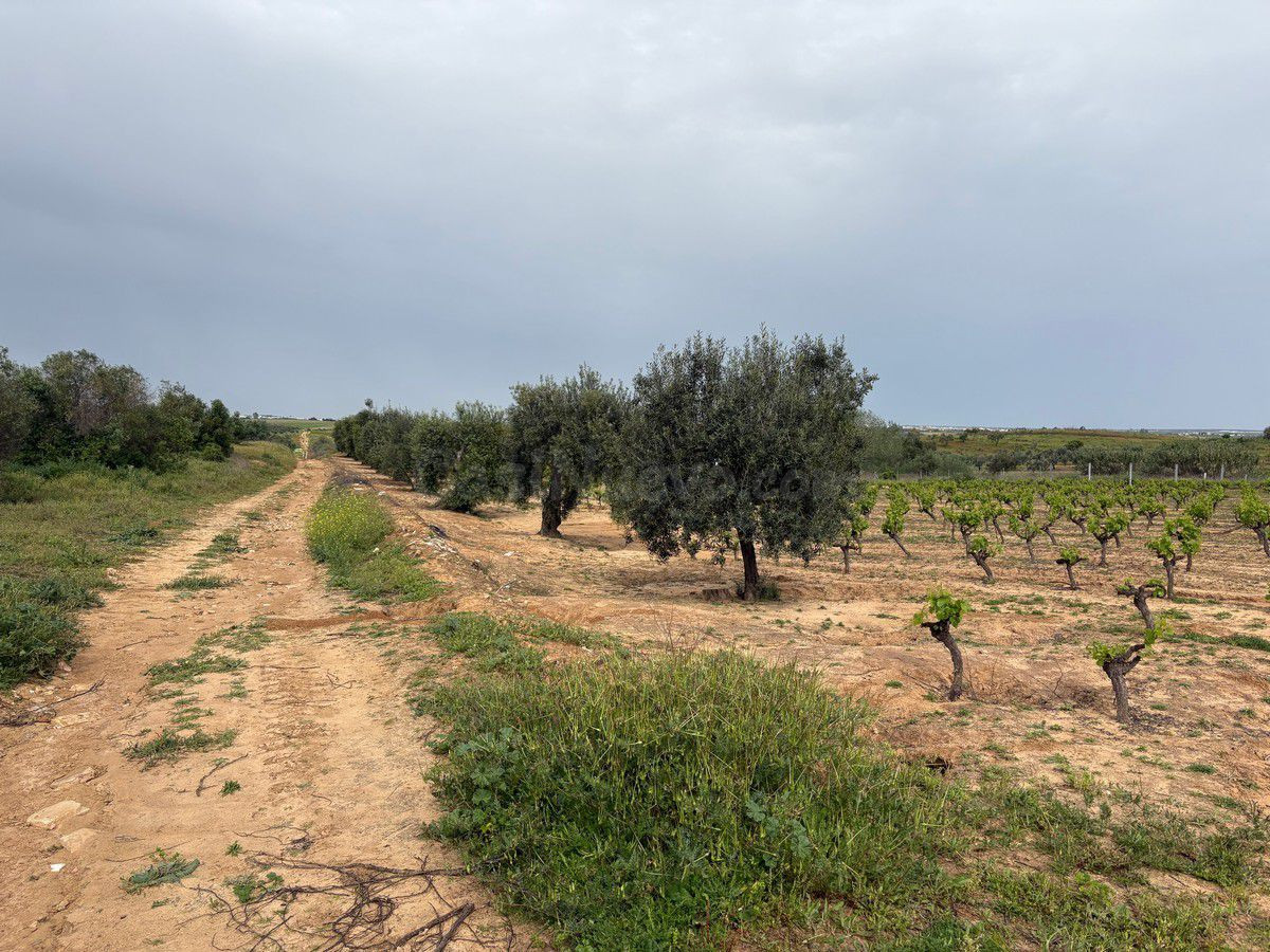 Terreno rural en venta - Andalucia