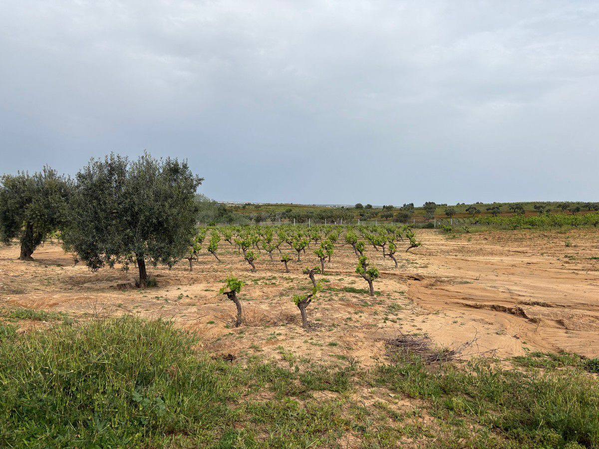 Terreno rural en venta - Andalucia - foto 2