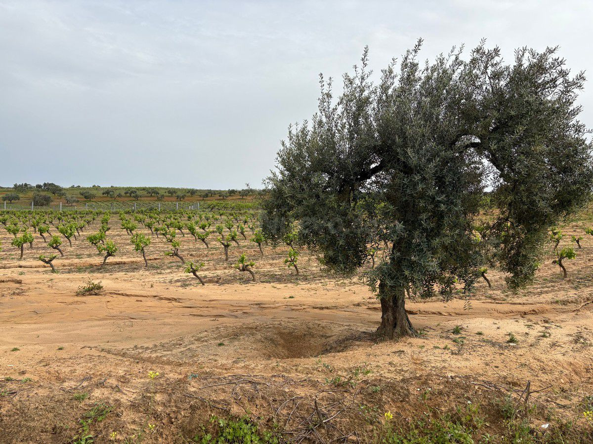Terreno rural en venta - Andalucia - foto 3