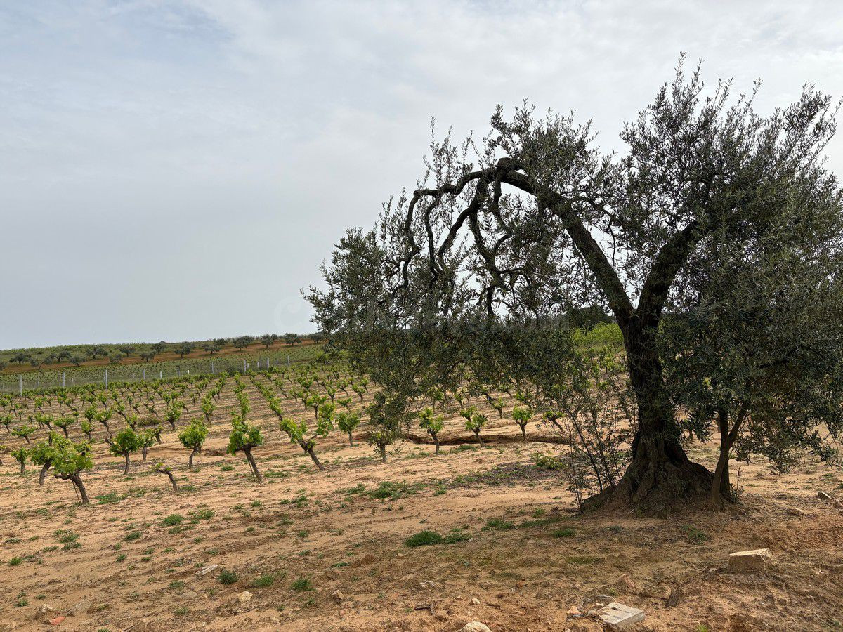 Terreno rural en venta - Andalucia - foto 4