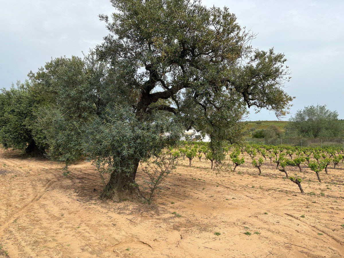 Terreno rural en venta - Andalucia - foto 5