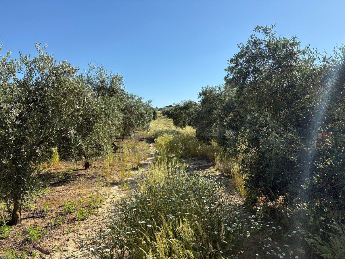 Terreno rural en venta - Andalucia