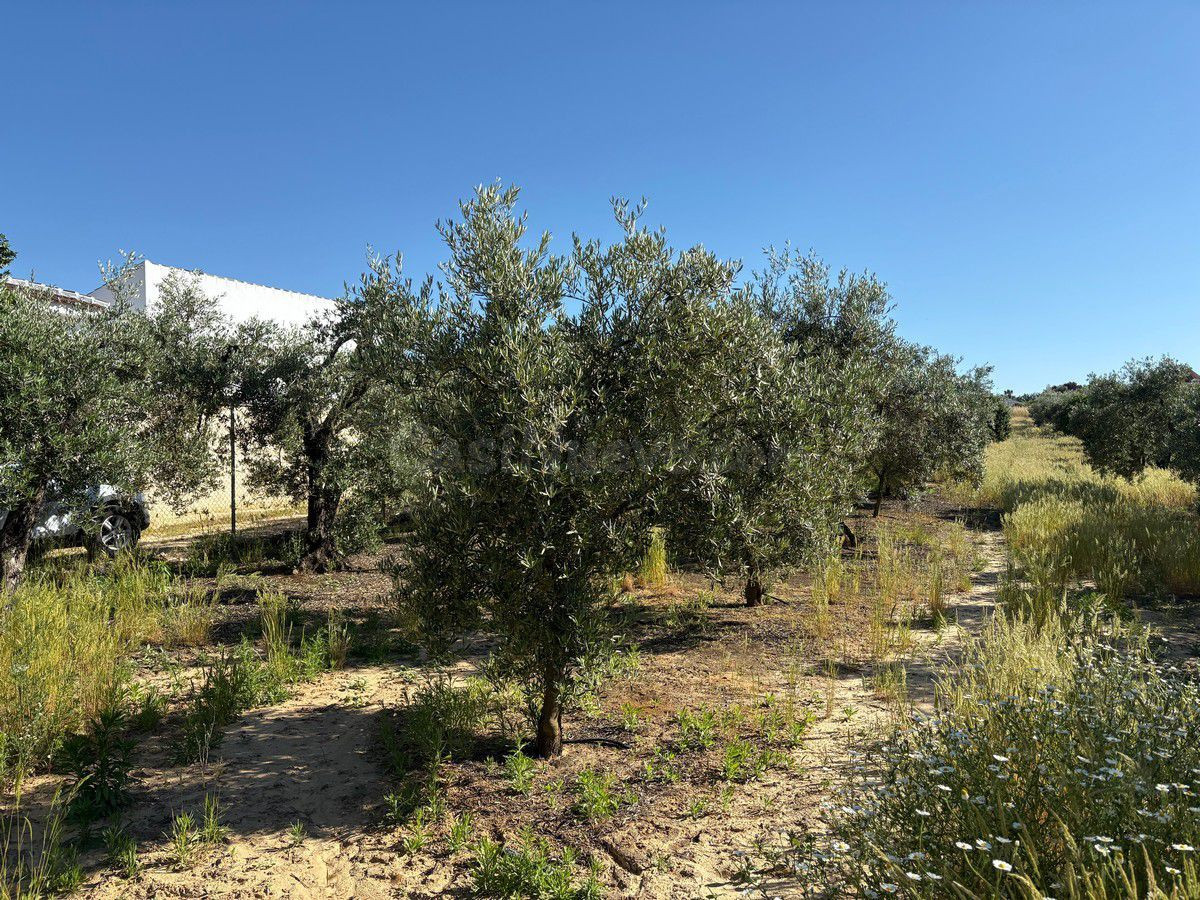 Terreno rural en venta - Andalucia - foto 2