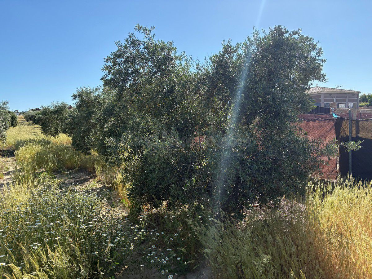 Terreno rural en venta - Andalucia - foto 3