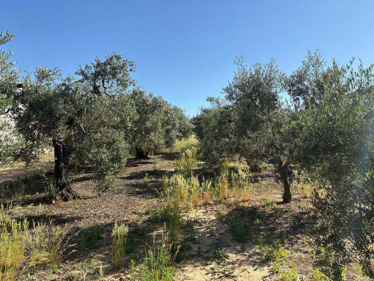 Terreno rural en venta - Andalucia - foto 4