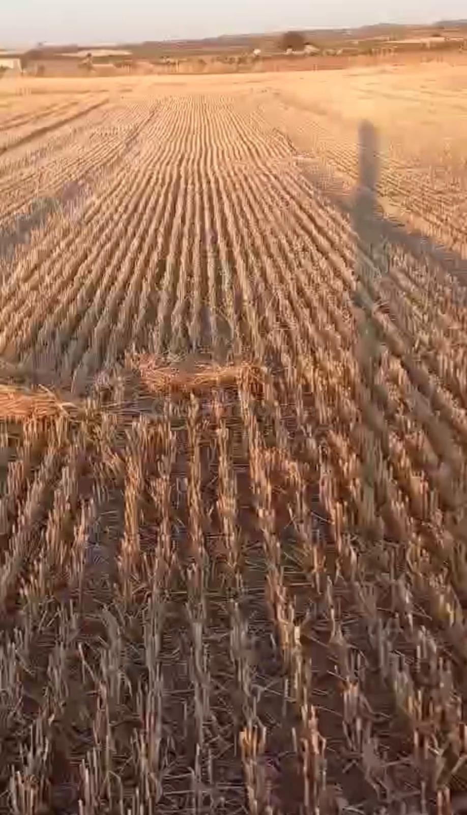 FINCA RUSTICA EN ALMAGRO, CIUDAD REAL, ESPAÑA - foto 4