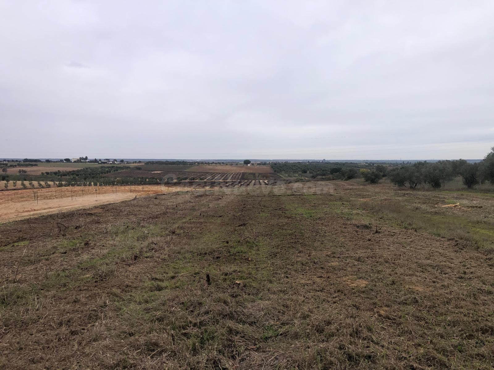 FINCA EN REMUÑANA, CON SIETE OLIVOS Y TIERRA CALMA LA MAYOR 