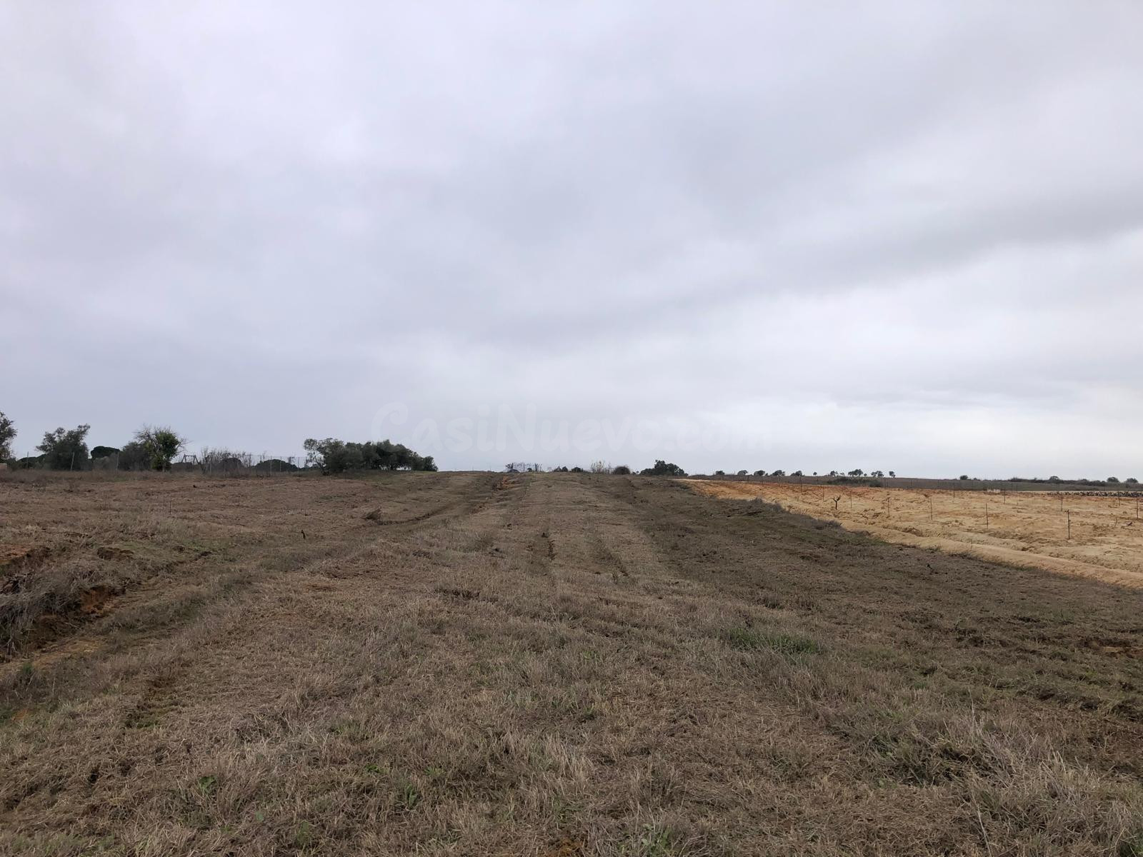 FINCA EN REMUÑANA, CON SIETE OLIVOS Y TIERRA CALMA LA MAYOR  - foto 2