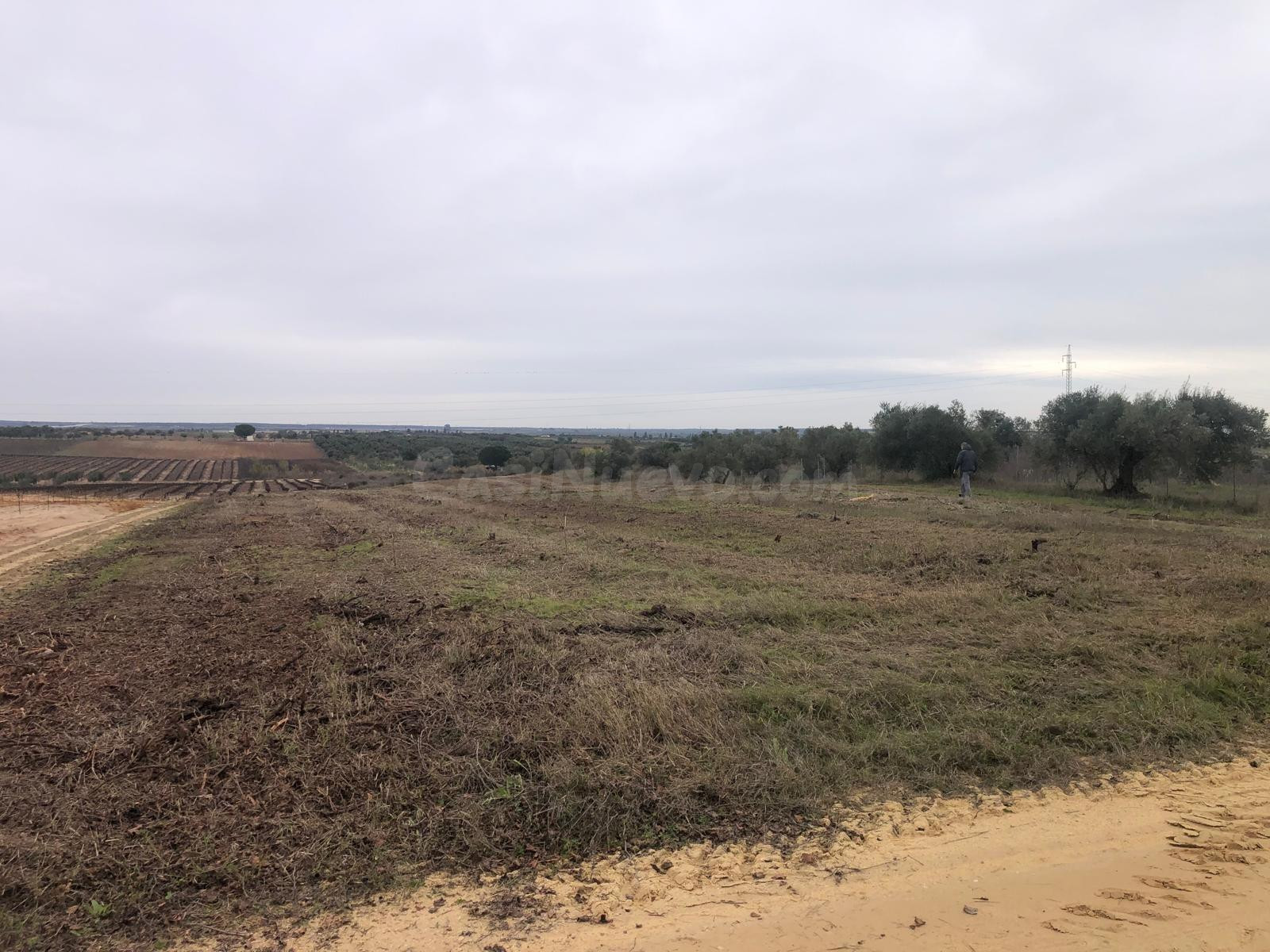 FINCA EN REMUÑANA, CON SIETE OLIVOS Y TIERRA CALMA LA MAYOR  - foto 3