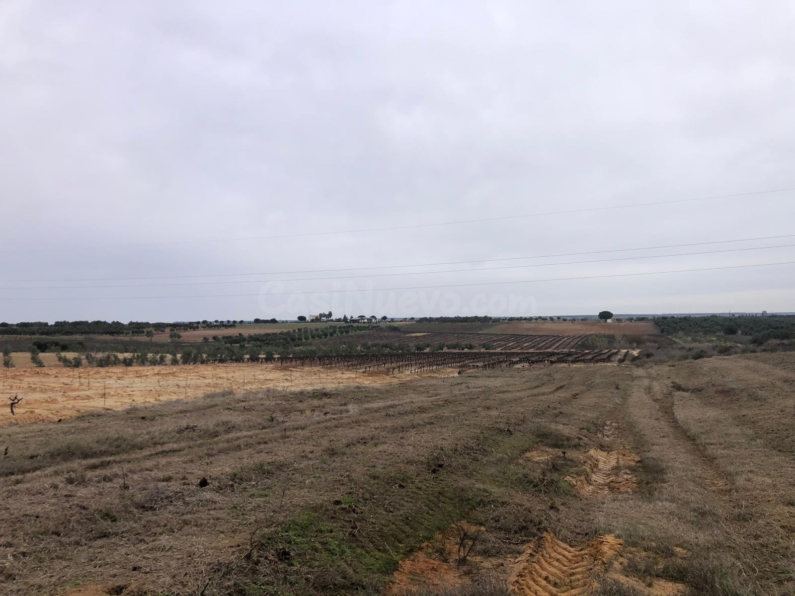 FINCA EN REMUÑANA, CON SIETE OLIVOS Y TIERRA CALMA LA MAYOR  - foto 4
