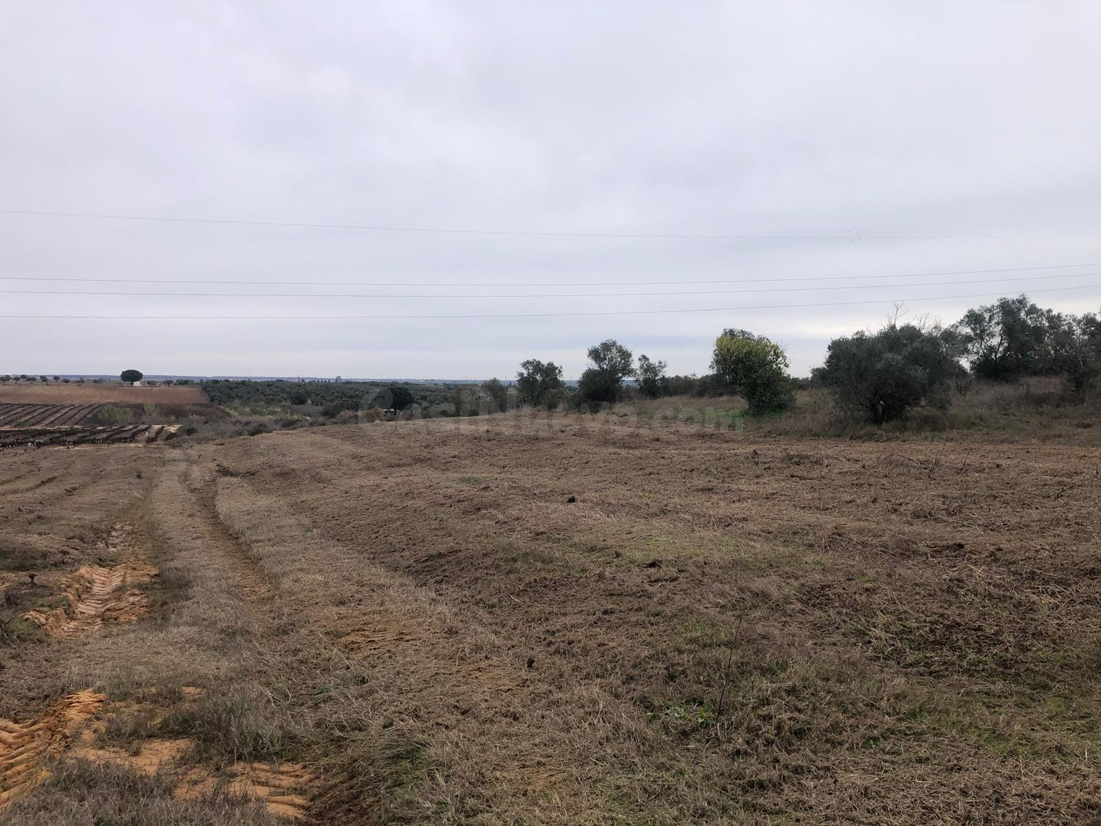 FINCA EN REMUÑANA, CON SIETE OLIVOS Y TIERRA CALMA LA MAYOR  - foto 5
