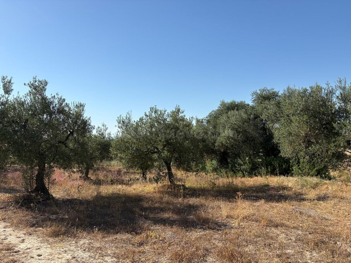 Finca rústica de olivar