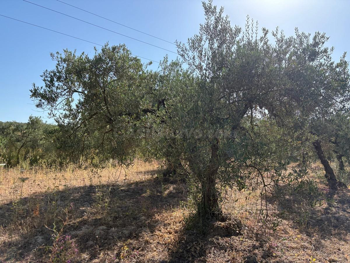Finca rústica de olivar - foto 2