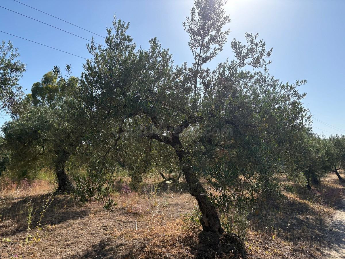 Finca rústica de olivar - foto 3