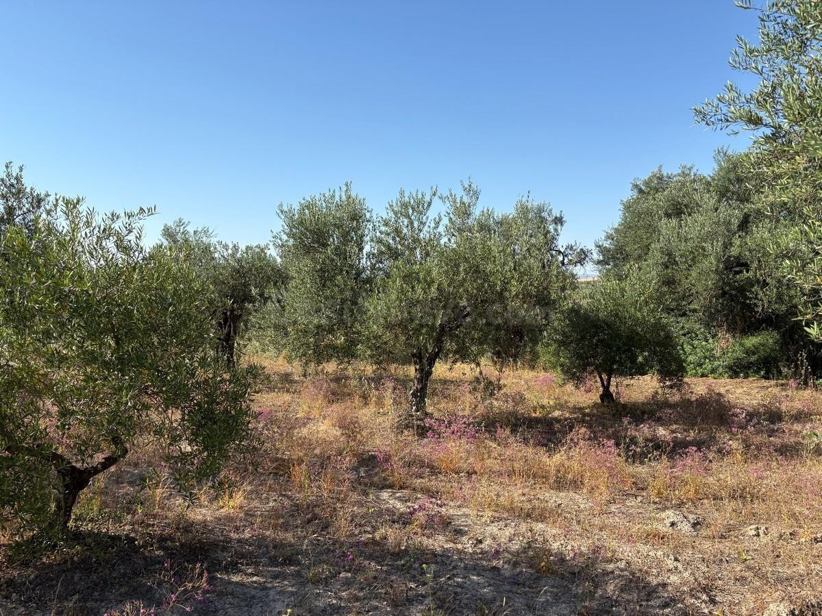 Finca rústica de olivar - foto 4