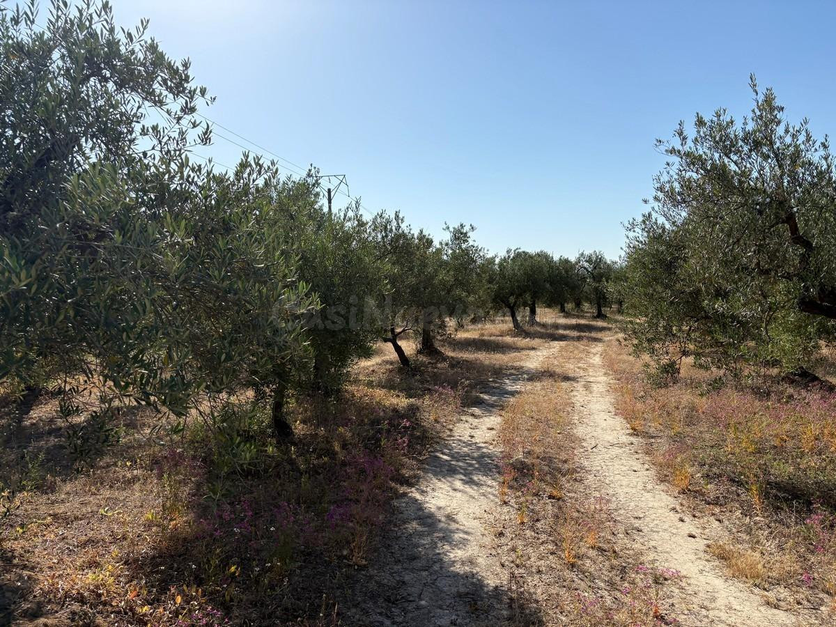Finca rústica de olivar - foto 5